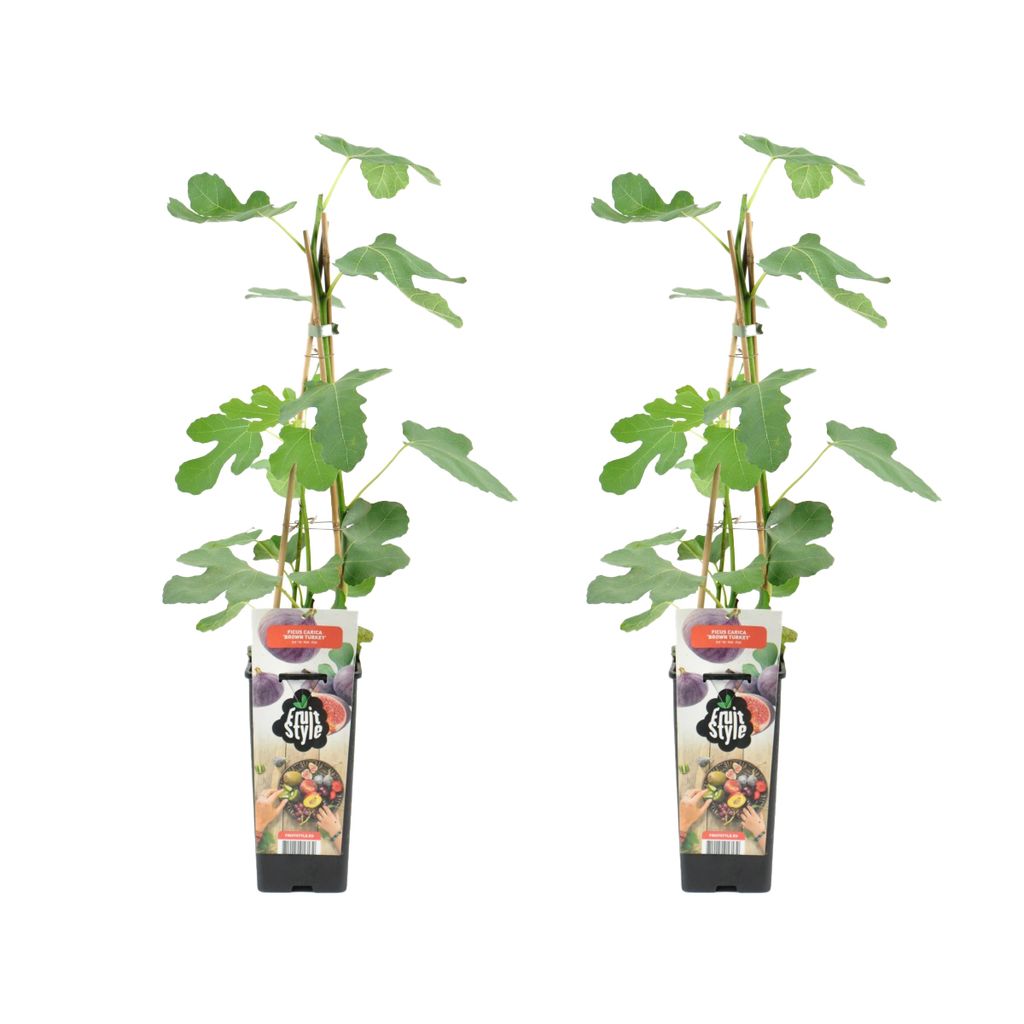 Bloomique - 2x Ficus Carica 'Brown Turkey' - Feigenbaum - Produktbild 