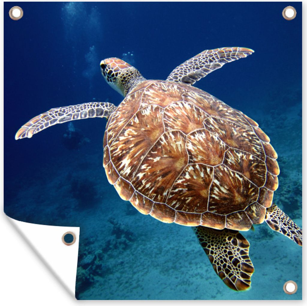 MuchoWow 100x100 cm Outdoor-Poster Gartendeko Sichtschutz Garten Poster für den Garten Schildkröte Fotodruck