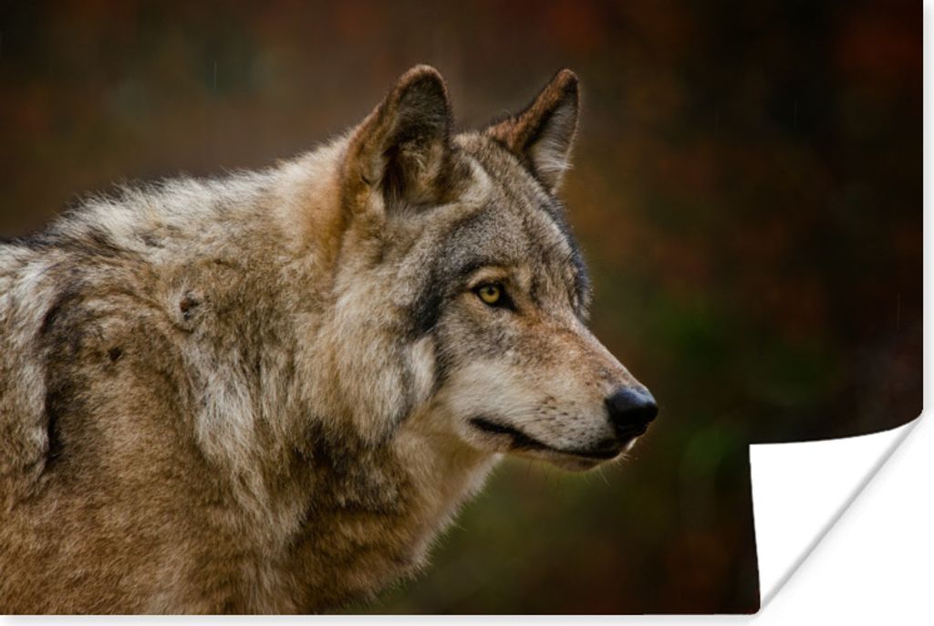 MuchoWow Poster Tiere - Wolf - Raubtiere 30x20 cm - Plakate - Print