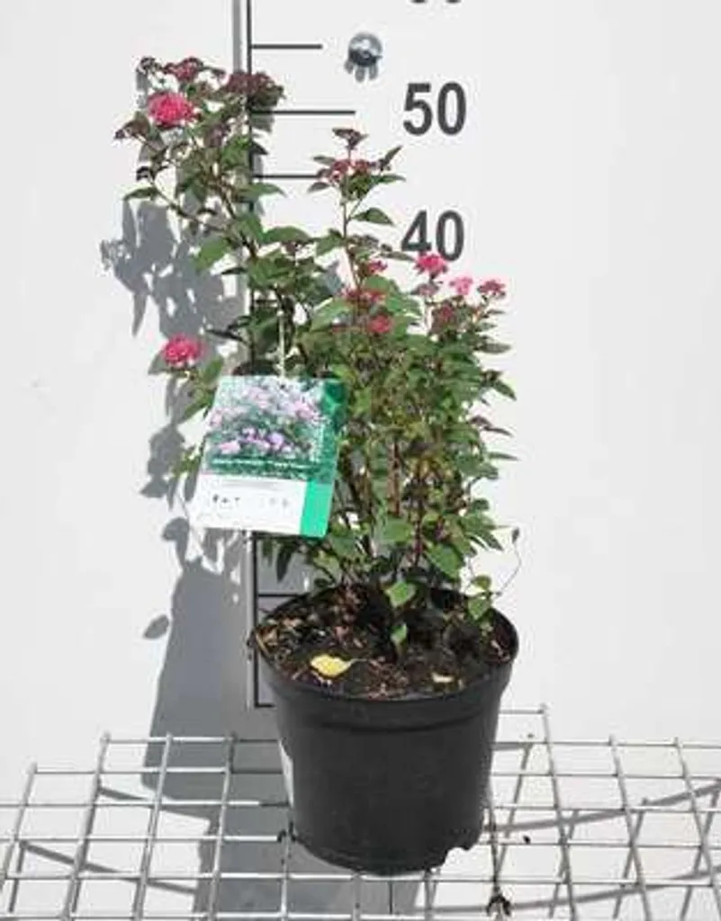 Spirée Anthony Waterer de 25-30 cm au Feuillage Pourpre et Fleurs Rouges