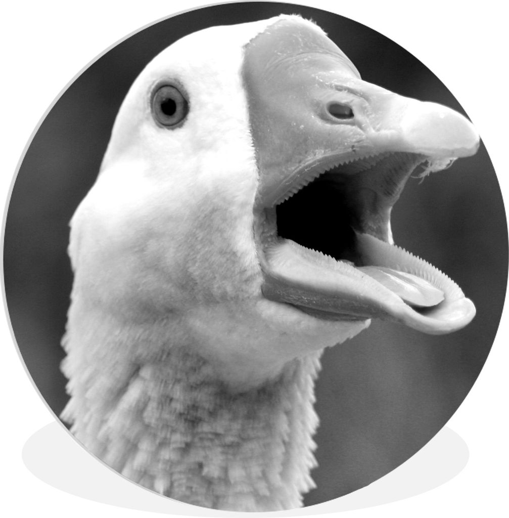 MuchoWow Rundes Wandbild - Runde Bilder Nahaufnahme einer krächzenden Gans - schwarz und weiß Ø 30 cm Kreis Wanddekoration Kunststoff - Wandkr...