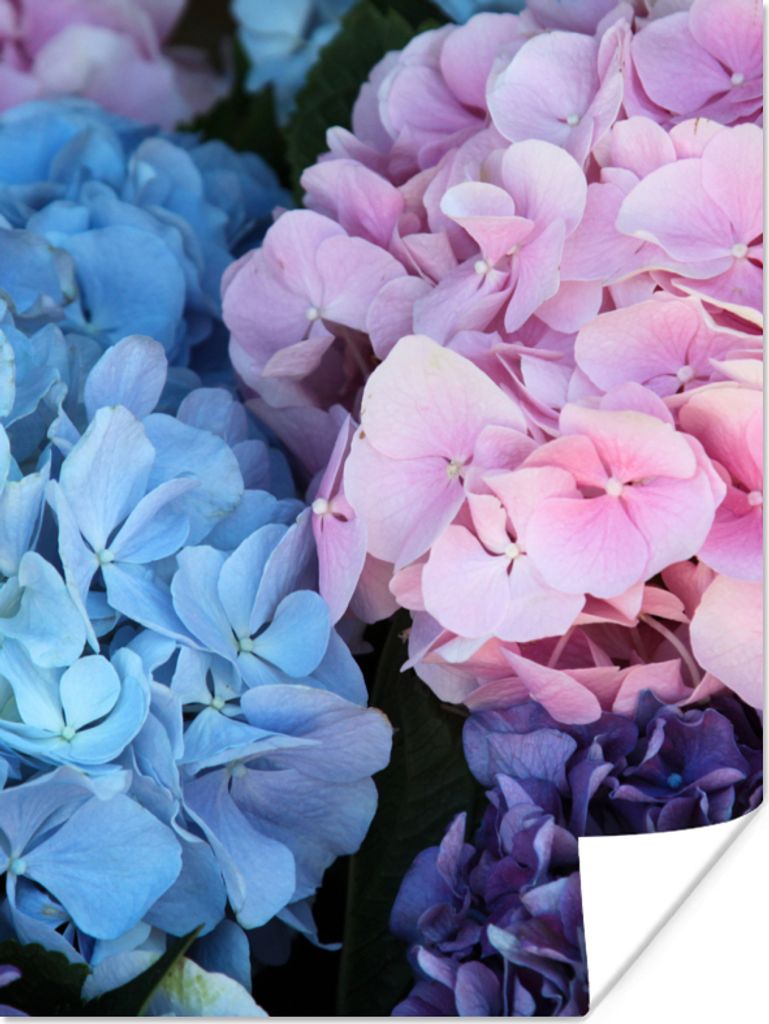 MuchoWow Poster Blumen - Strauch - Hortensie - Botanisch 120x160 cm - Wandbilder