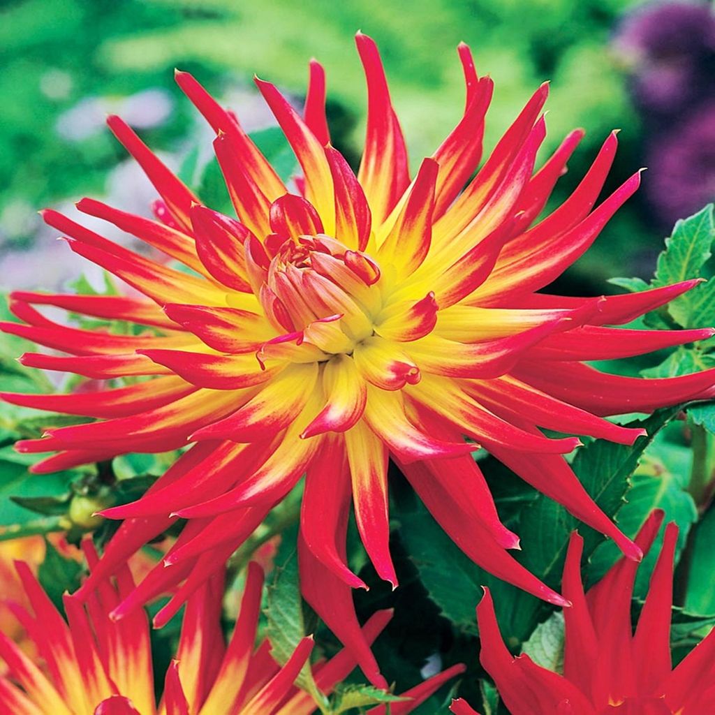 Dahlie große Dahlienpflanzen für Garten und Töpfe Knollen Kaktus-Dahlie Bora Bora 1 St.
