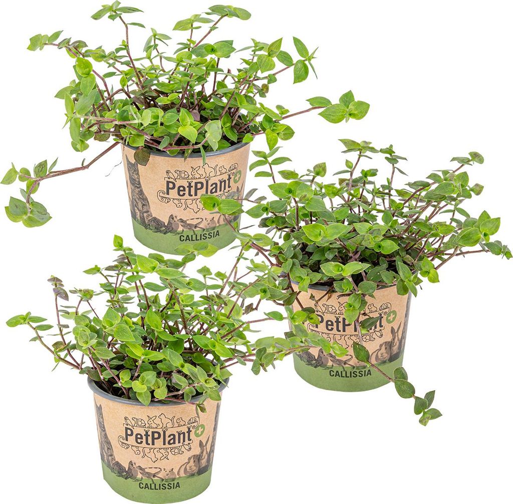 Bloomique - Lot de 3 - Callisia repens - Plante tortue - Image du produit 