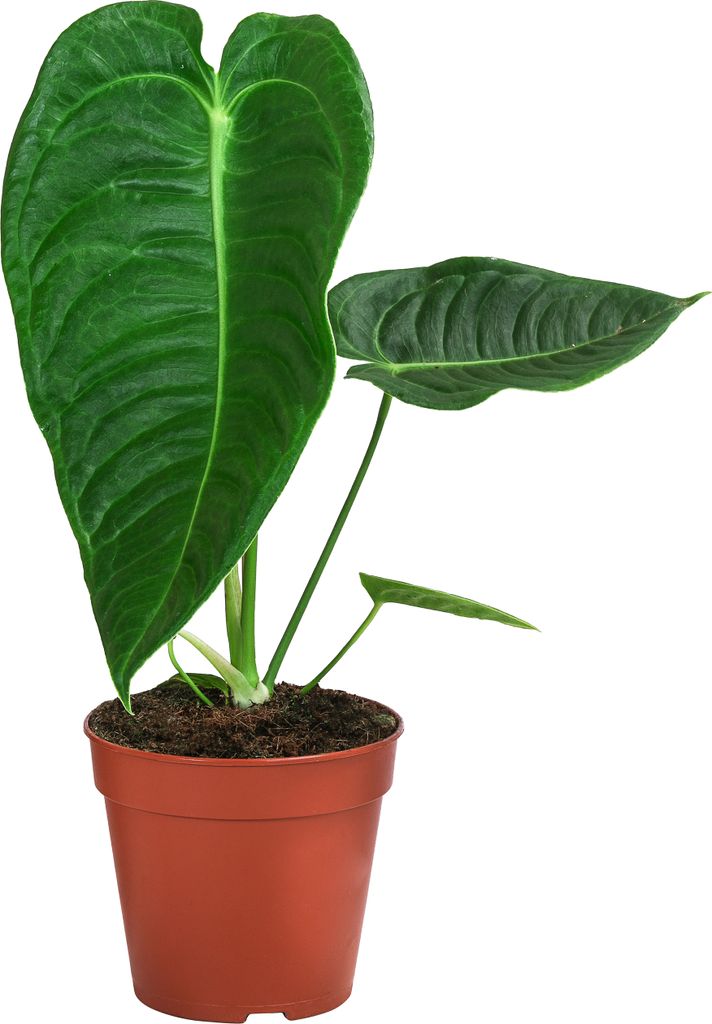 Dehner Herzblattblume, Anthurium veitchii, King-Anthurium, Rarität, ca. 25 cm, Ø Topf 12 cm, Zimmerpflanze