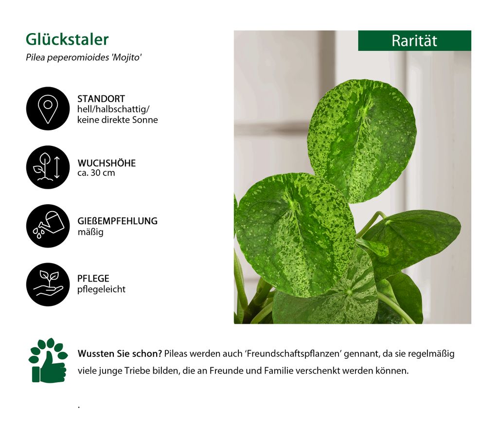 Dehner Glückstaler Mojito, Pilea Kaufland.de