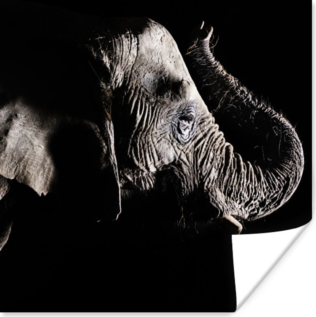 MuchoWow Poster Elefant mit erhobenem Rüssel auf schwarzem Hintergrund 50x50 cm - Wohnzimmerdekoration