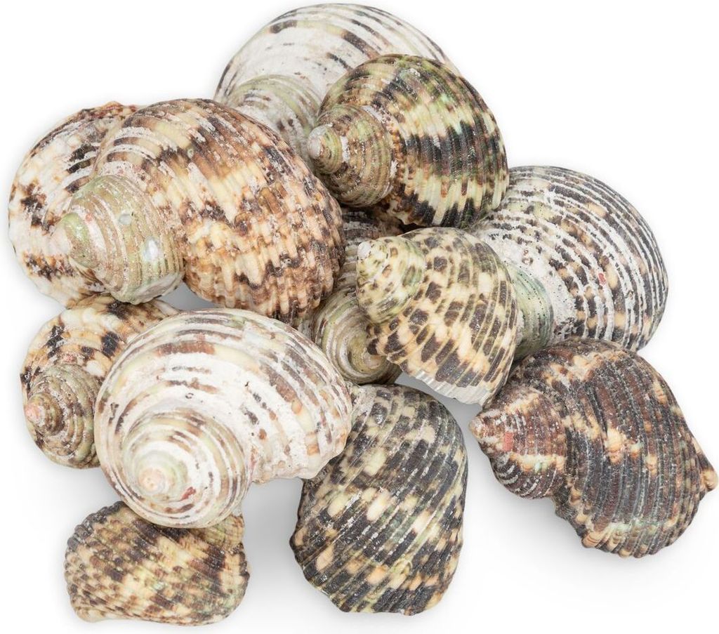 Turbo argyrostomus 0,5kg, ca. 4-6cm, ca. 8-12 Stk. | Turbanschnecke | Muschel und Schnecken zum Basteln