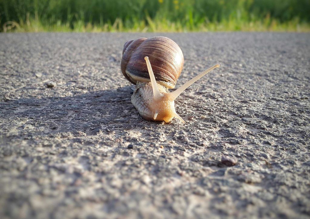 hansepuzzle 15505 - Schnecke im Weg Puzzle, 260 Teile, Sport, 41,0 x 28,0cm mit hochwertiger Aufbewahrung, Kartonbox und wiederverschließbarem Beutel