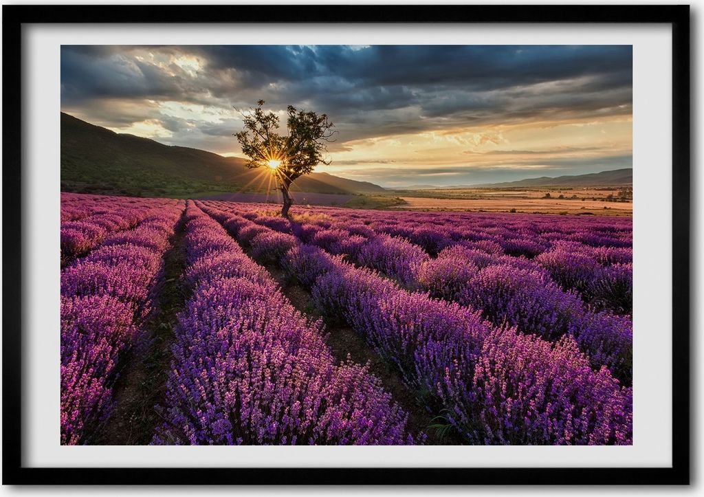 Bild - Bilder - Bilderrahmen - 70 cm x 50 cm - MDF-Rahmen, Wandkunst Lavendelfeld
