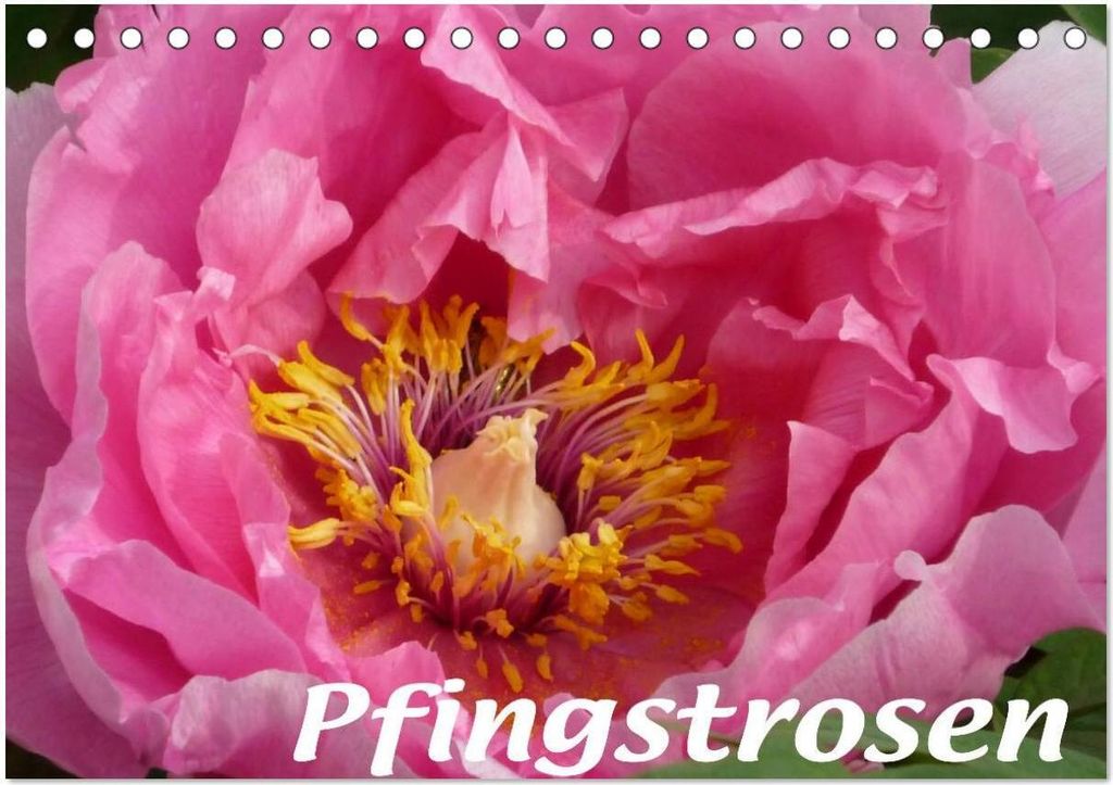 Pfingstrosen (Tischkalender 2026 DIN A5 quer), CALVENDO Monatskalender