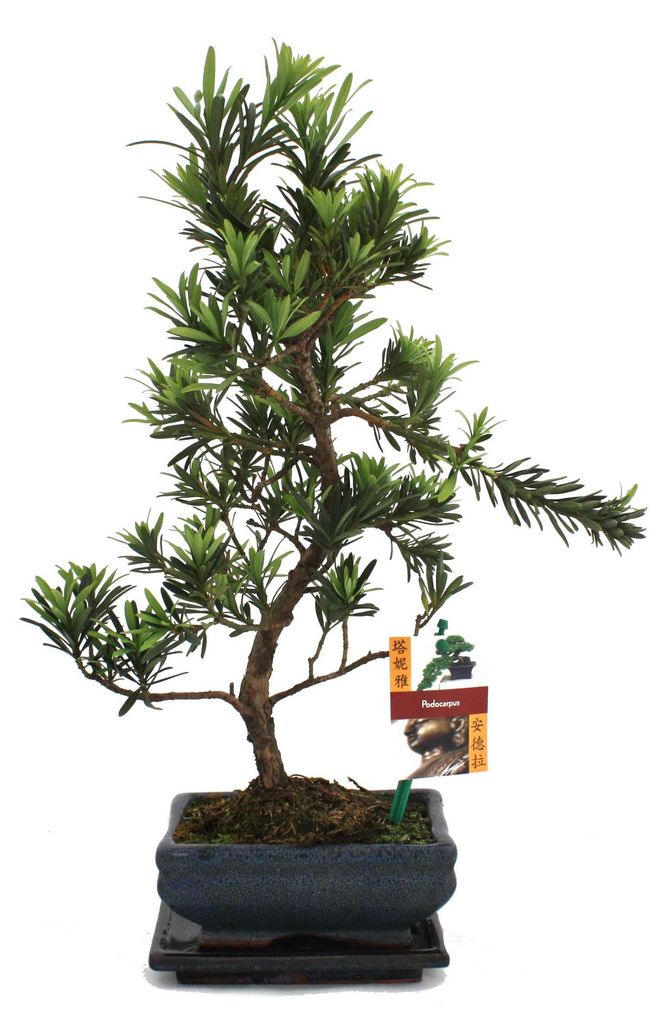 Bonsai-Steinschnitt – Podocarpus macrophyllus – ca. 6 Jahre Produktbild 