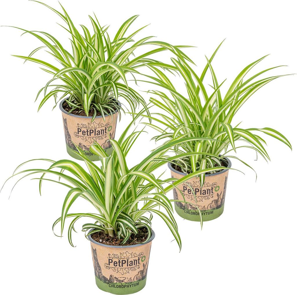 Bloomique - Zestaw 3 szt. - Chlorophytum Variegatum - Zdjęcie produktu 