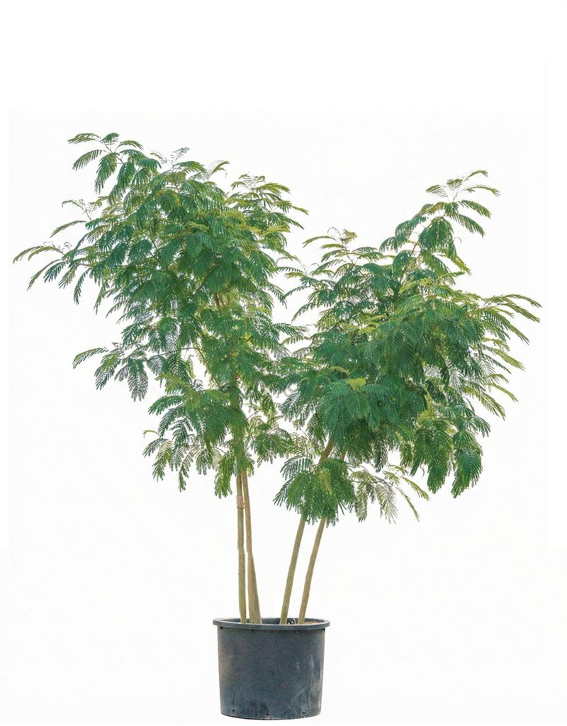 Sunny Tree - Albizia julibrissin Seidenbaum 240 cm mehrstämmig –exotisch & winterhart bis -14