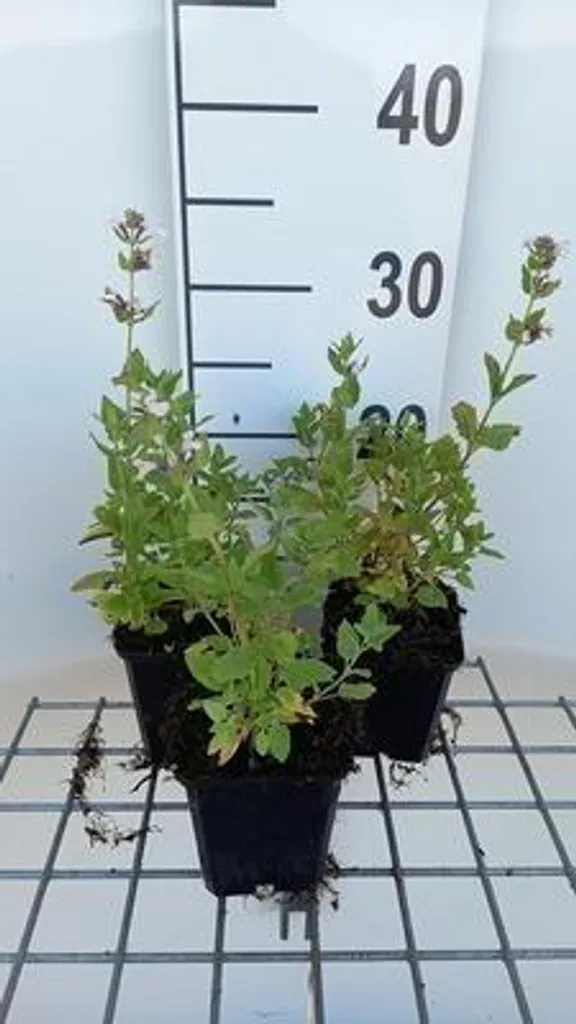 Lot de 6 plantes vivaces Nepeta Dawn to Dusk - Herbe à chat décorative