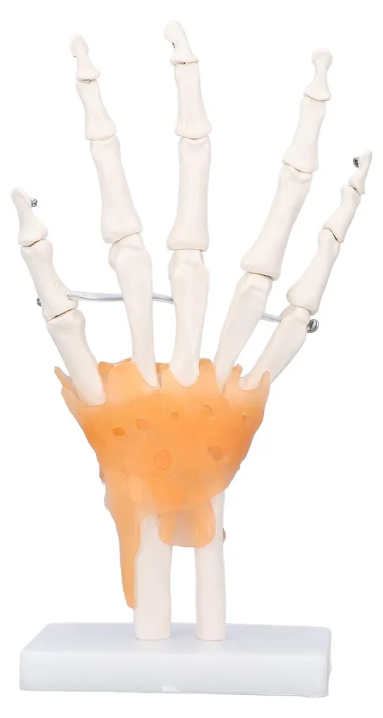 Main en PVC avec articulations mobiles - Taille réelle sur support - 7