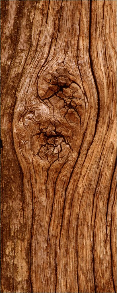 Wallario selbstklebendes Poster - Holzstamm mit Asteinschluss, Größe: 50 x 125 cm