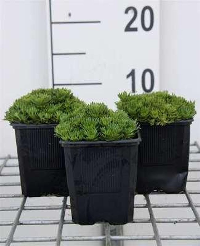 6 x Saxifraga (a) 'Bluetenteppich' - Moos Steinbrech - Topf 9 x 9 cm