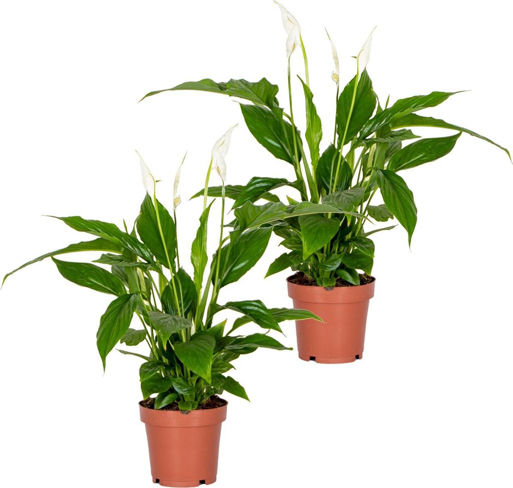 Bloomique - 2er Set - Spathiphyllum Torelli - Friedenslilie - Einblatt Zimmerpflanze - Zimmerpflanzen - Luftreinigend - Höhe 30-40 cm - Topf 12 cm