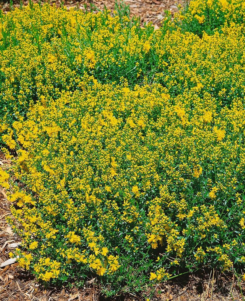 Genista tinctoria 'Plena', Färber-Ginster, gelb, 20–30 cm