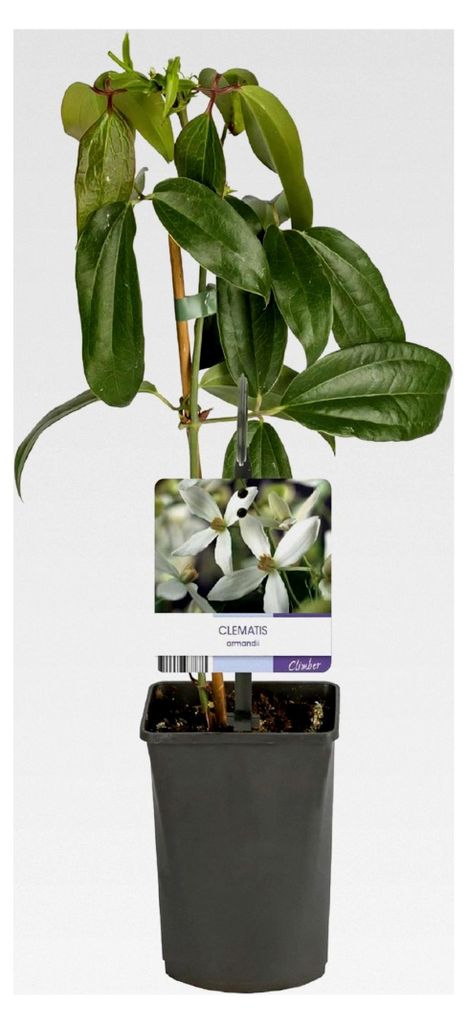 Clematis armandii - Kletterpflanze - Blüte Weiß - Immergrün - Pflegeleicht - 1 Pflanze Topf 11cm Höhe 40cm