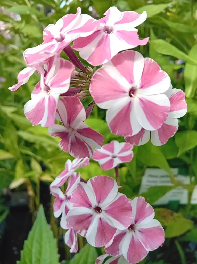 Phlox paniculata Twist pour massifs d'été - 5 plants rose blanc