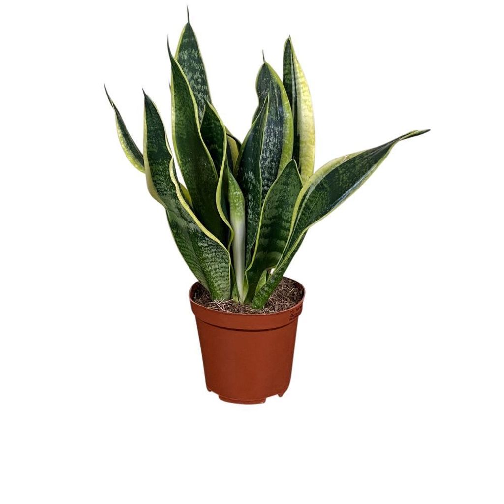Zynesflora Sansevieria Trifasciata Futura Superba Bogenhanf im Ø 12 cm Pflanzentopf - Höhe: 30-40 cm - Blattschmuckpflanze Sukkulente Luftreinige...