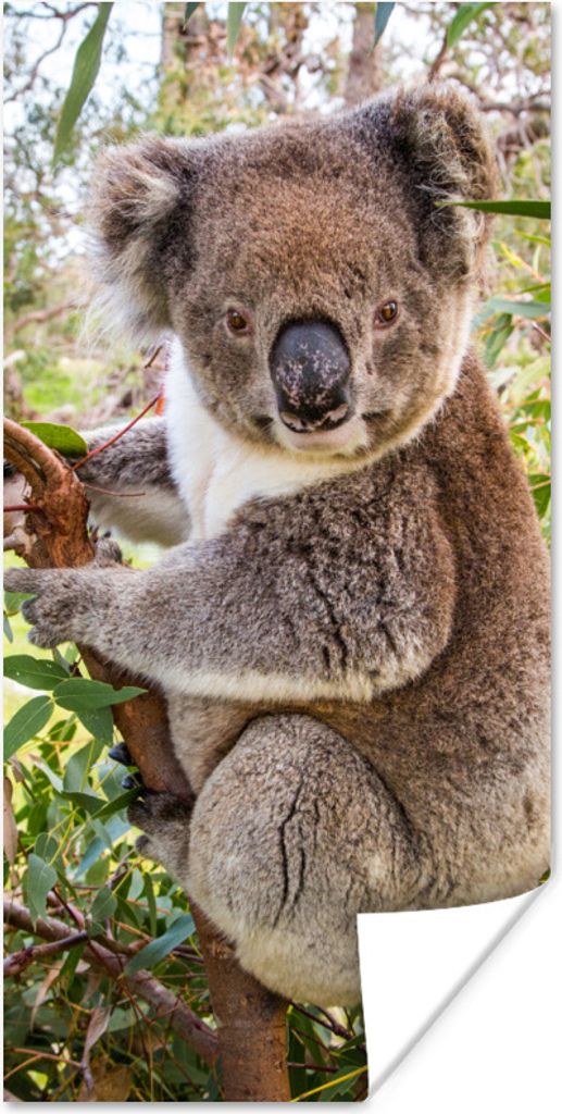 MuchoWow Poster Koala - Blätter - Kinder - Jungen - Mädchen 60x120 cm - Wandschmuck