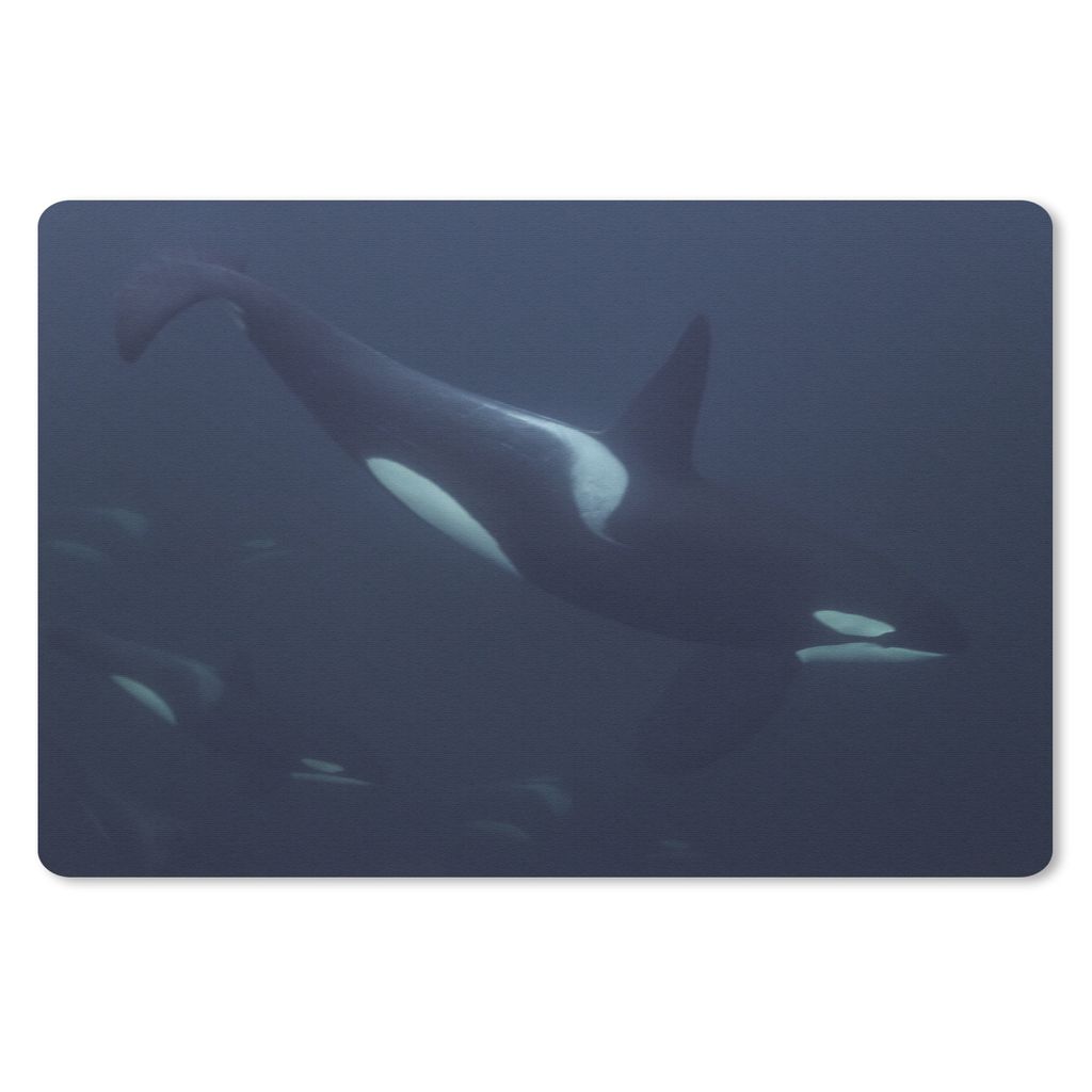 MuchoWow Schreibtischunterlage Gruppe von Orcas schwimmt vorbei 60x40 cm - XXL Mauspad - Großes Mauspad