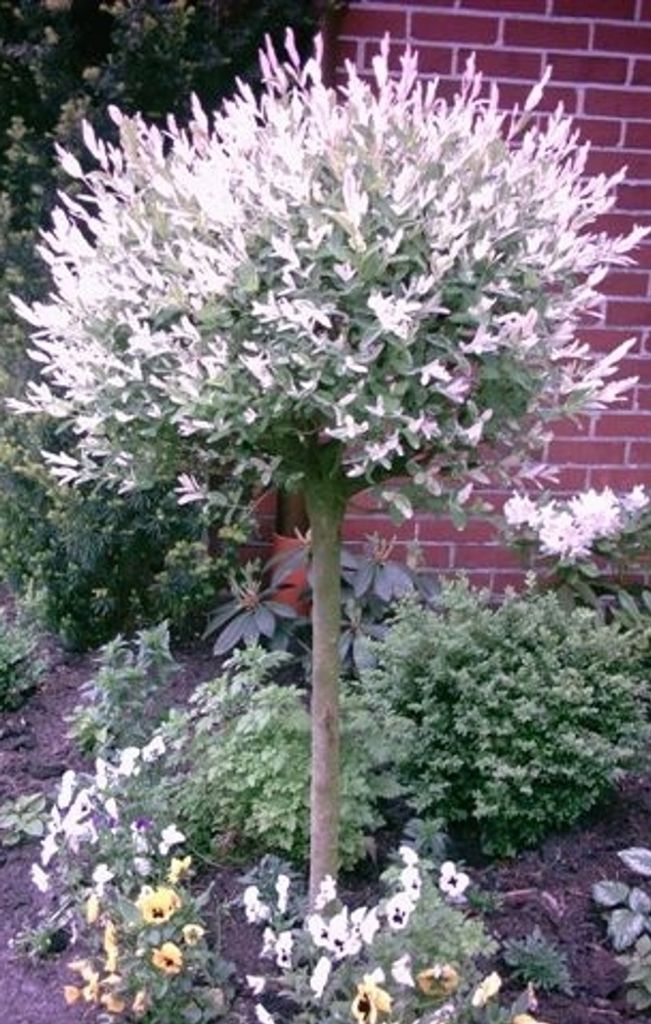 2 x Harlekin Weide, Höhe: 120-130 cm, Japanische Weide,Salix integra Hakuro Nishiki