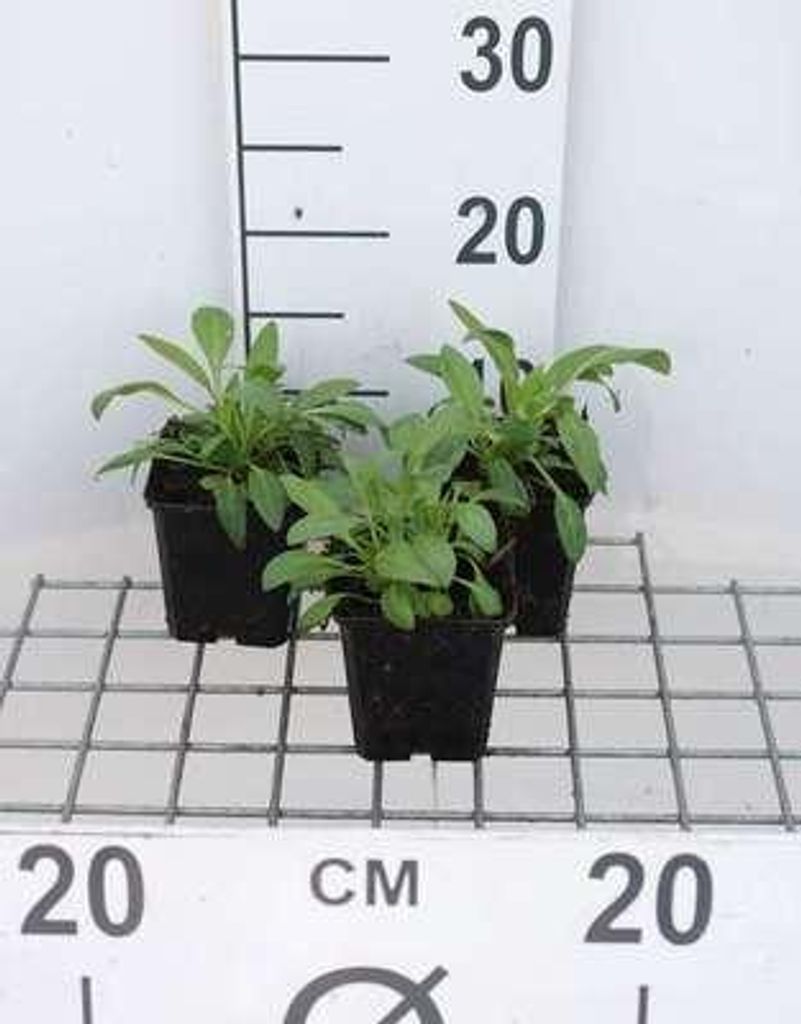 6 x Centranthus ruber 'Albus' - spornblume - Topf 9 x 9 cm