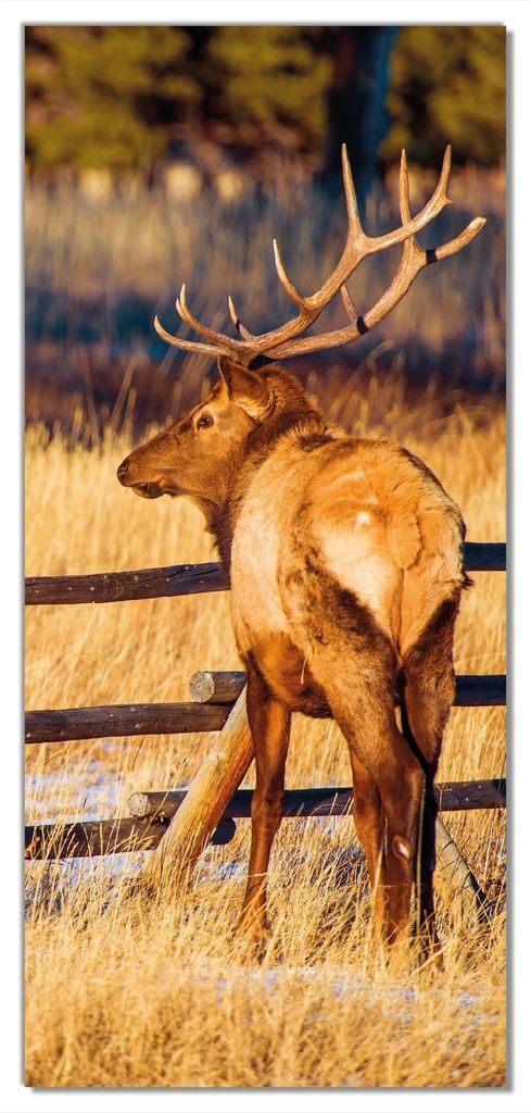 Wallario selbstklebende Türtapete 93 x 205 cm mit Schutzlaminat - Elch im Schnee - im Hochland von Colorado