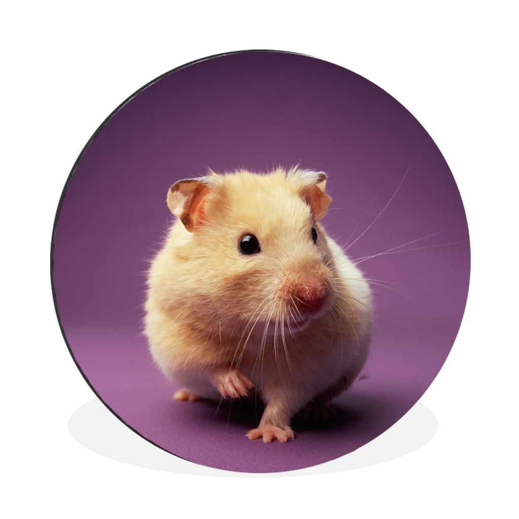 MuchoWow Aluminium Wandkreis Nahaufnahme eines Hamsters auf einem lila Hintergrund Ø 30 cm Wanddeko Modern Wohnzimmer - Wand Bild - Wohnzimmer -...