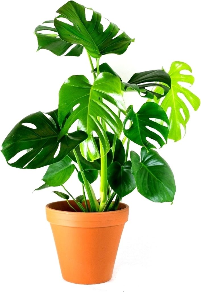 Gardners Monstera deliciosa, průměr 14 cm Obrázek produktu 