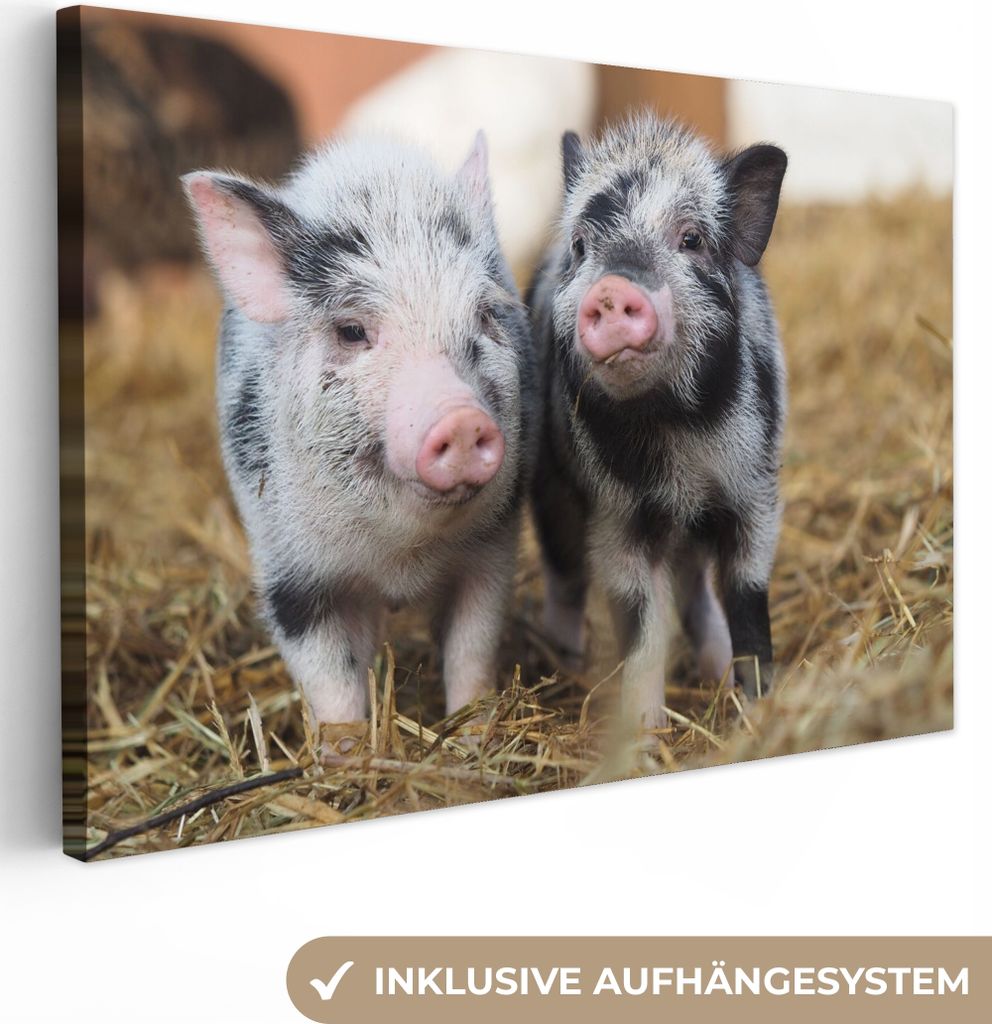 MuchoWow - Leinwandbilder - Schwein - Tiere - Ferkel, Wandbild, Wanddeko Bilder Wohnzimmer, 120x80 cm