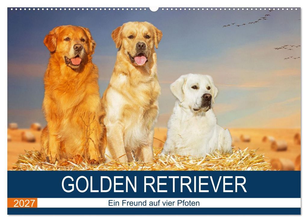Golden Retriever - Ein Freund auf vier Pfoten (Wandkalender 2027 DIN A2 quer), CALVENDO Monatskalender