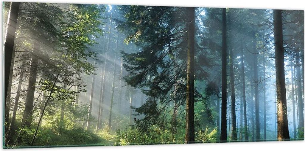 Bilder auf glas - Einteilig - Wald Dämmerung die Sonne - 120x50cm - Glasbilder - Wandbilder - Bilder - zum Aufhängen bereit - Wanddekoration aus ...