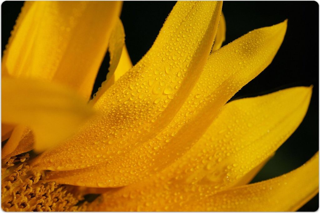 Küchenmatte 140x210 cm Vinylmatte Bodenmatte Dekoration - Sonnenblume Blütenblätter