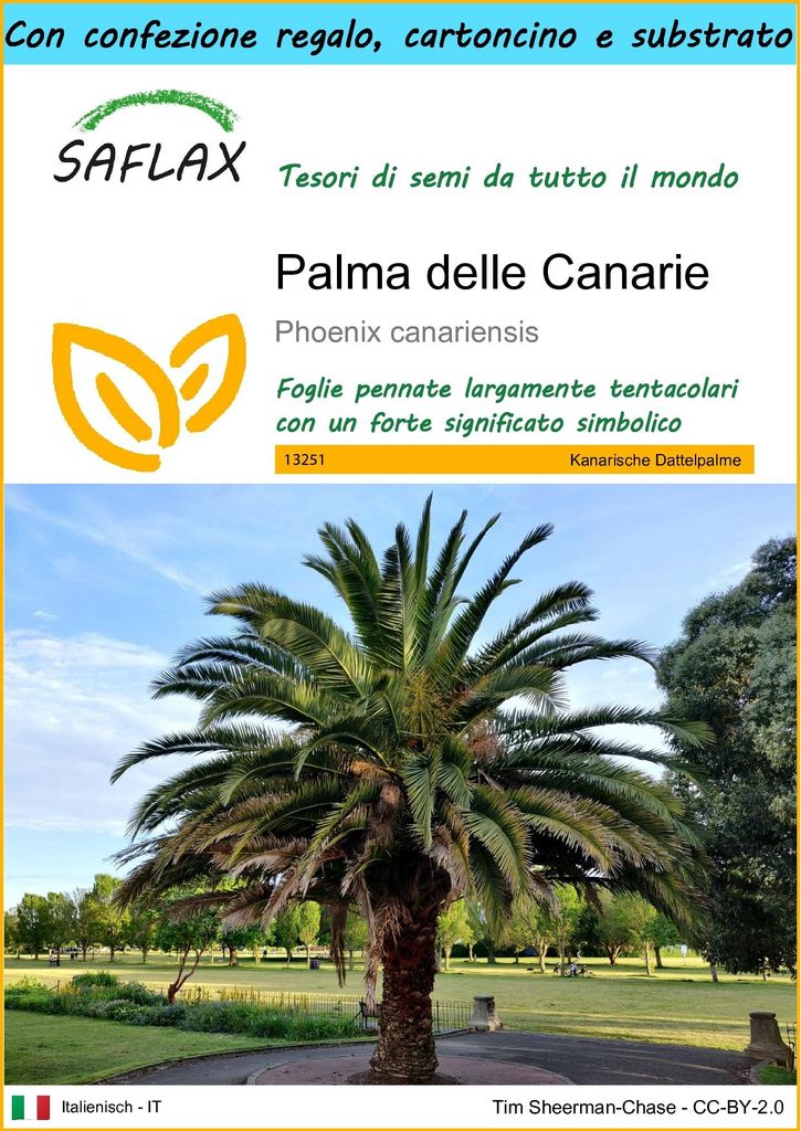 SAFLAX Set regalo - Palma delle Canarie - 10 semi - Phoenix Immagine del prodotto 