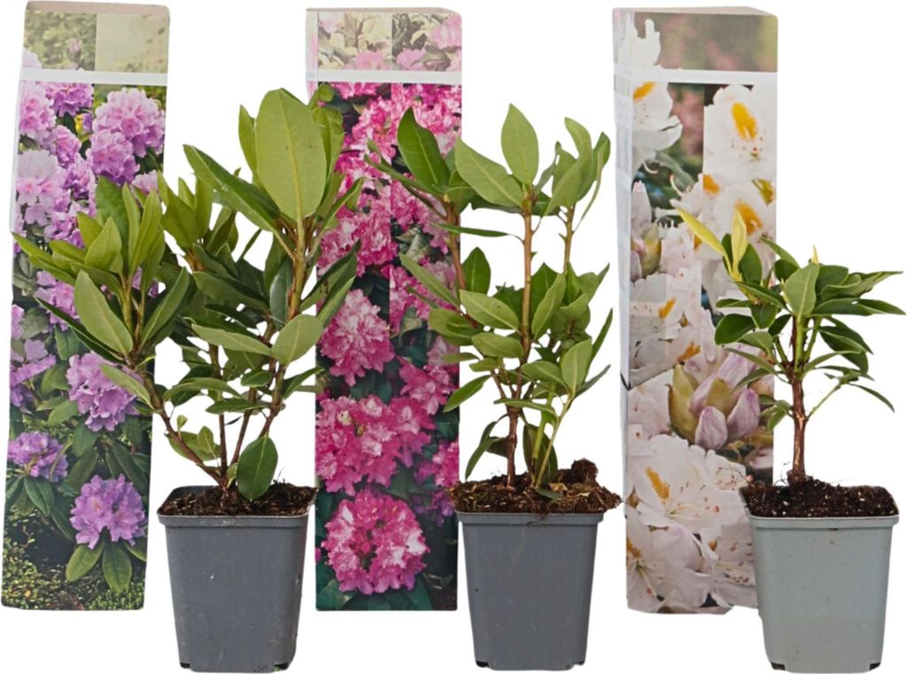 Rhododendren - 3 Stk - Rhododendron catawbiense - Höhe 25-40cm - 9cm