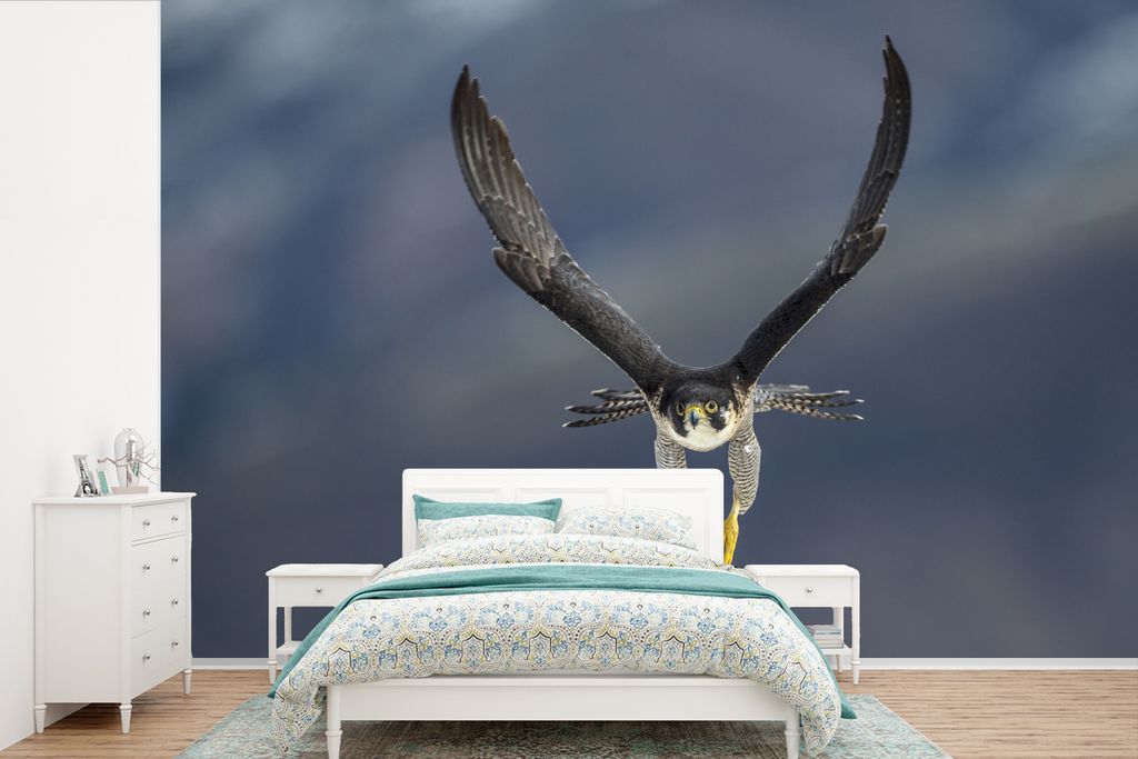 MuchoWow Fototapete für Wohnzimmer oder Schlafzimmer Wandtapete Vinyl Motivtapete Wanderfalke - Vogel - Federn - 330x220 cm - Fototapeten
