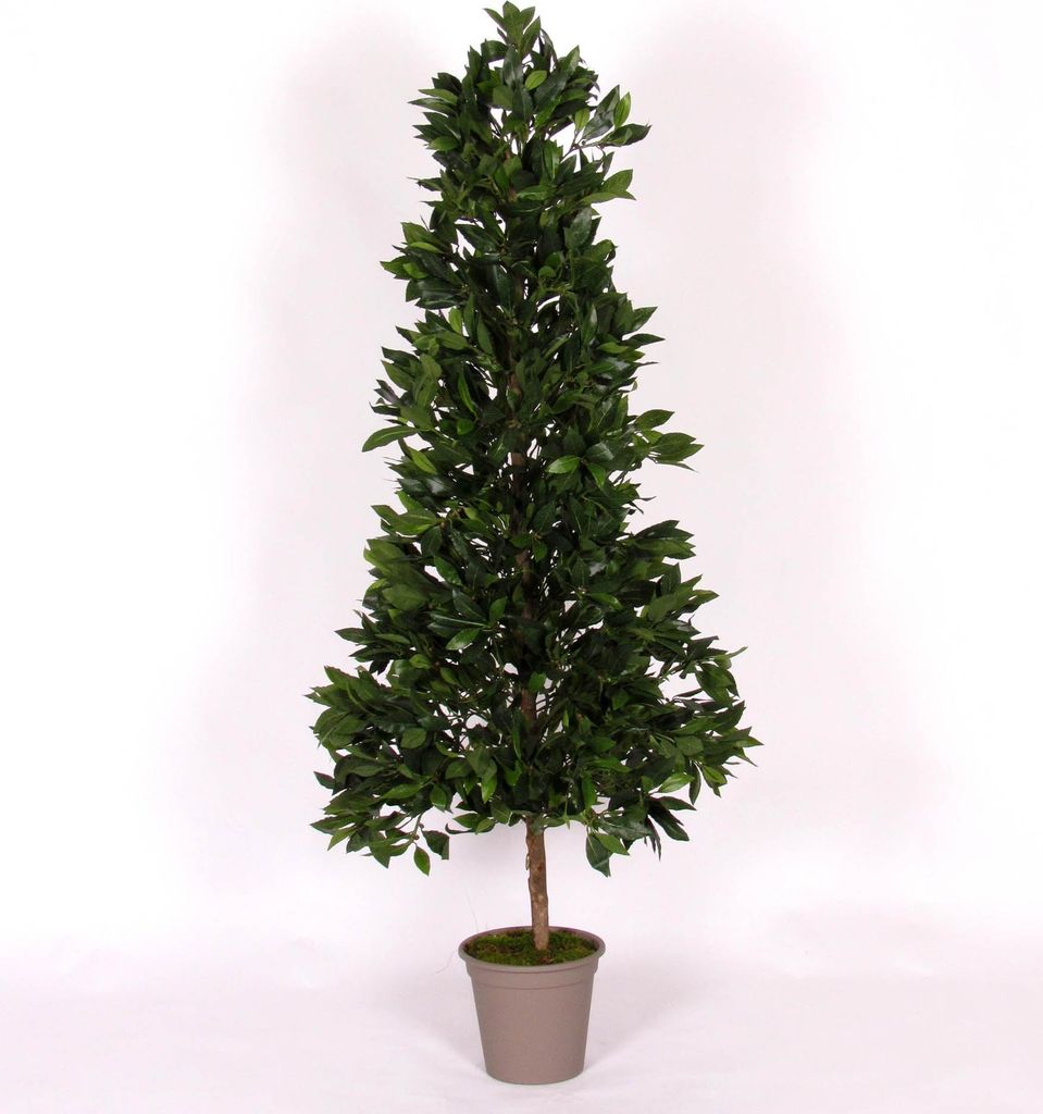artplants.de Kunst Kirschlorbeer Pyramide KUSJENKA, Naturstamm, Früchte, 150cm - Italy - Deko Kirschlorbeer