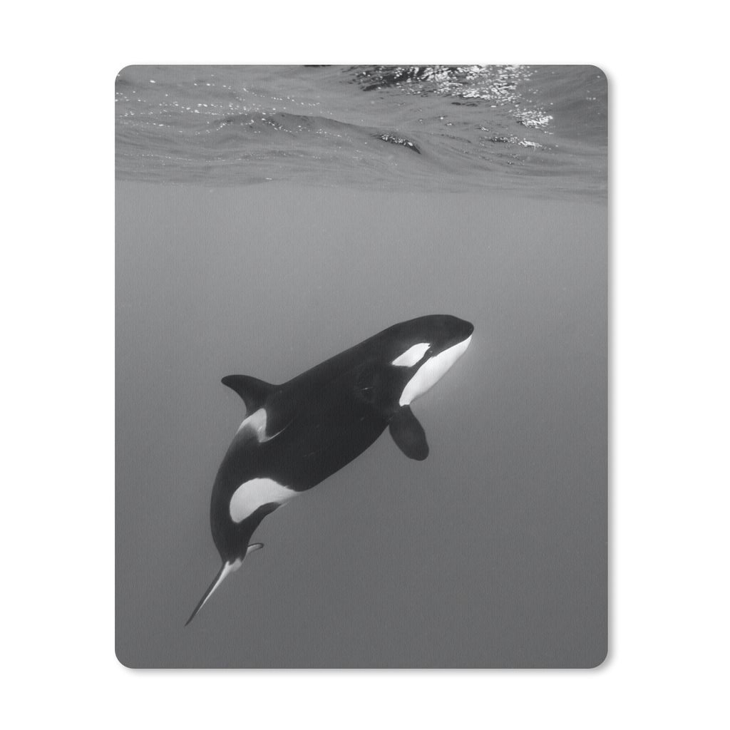 MuchoWow Mauspad Mousepad Orca - Wasser - Tiere 30x40 cm - Mousepads - Maus Mat - Pad - Mausunterlage - Mausmatten