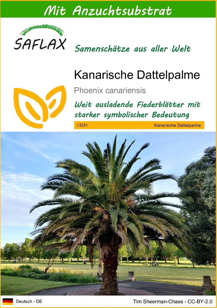 SAFLAX - Kanarische Dattelpalme - Phoenix canariensis - 10 Samen - Mit keimfreiem Anzuchtsubstrat