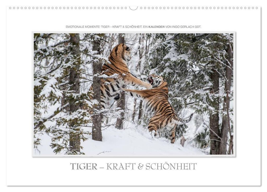 Emotionale Momente: Tiger - Kraft & Schönheit. / CH-Version (Wandkalender 2027 DIN A2 quer), CALVENDO Monatskalender