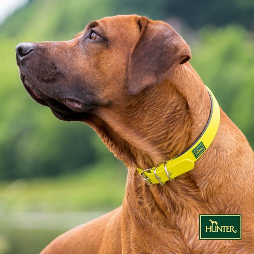Hunter Halsband Convenience Comfort, 65 cm, neongelb 25 mm, mit weichem Bandagenmaterial