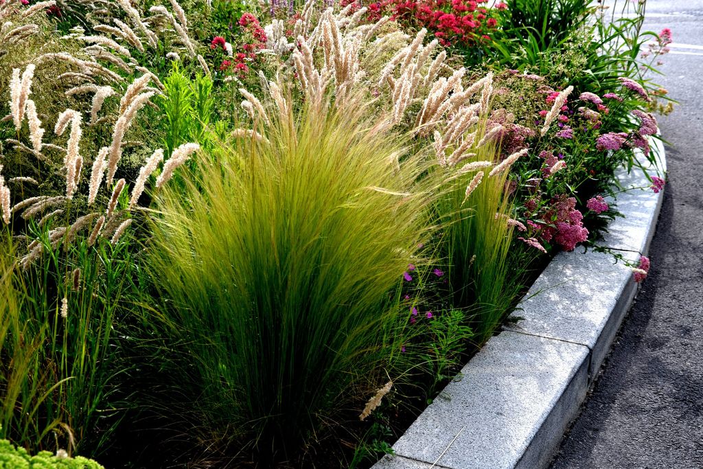 10 x Stipa tenuissima 'Pony Tails' 1 Liter Topf Produktbild 5