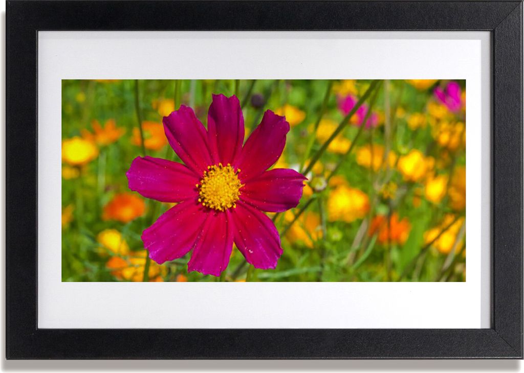 Bild 30x20 MDF-Rahmen Wandkunst Natur Blume Pflanze