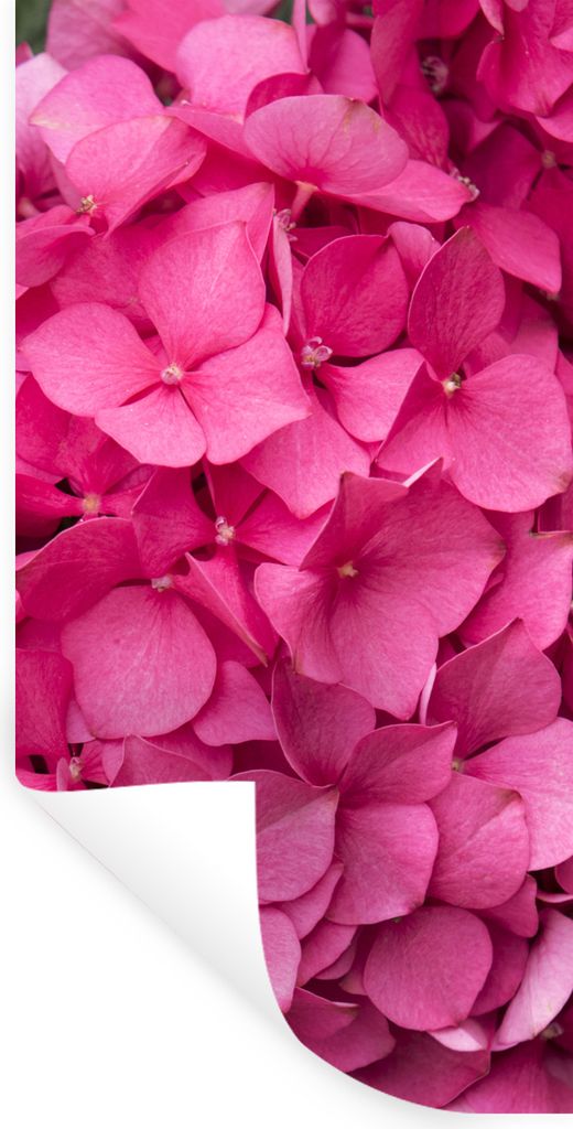 MuchoWow Wandtattoo Wandsticker Wandaufkleber Nahaufnahme rosa Hortensienblüten 60x120 cm Selbstklebend und Repositionierbar - Selbstklebend - F...