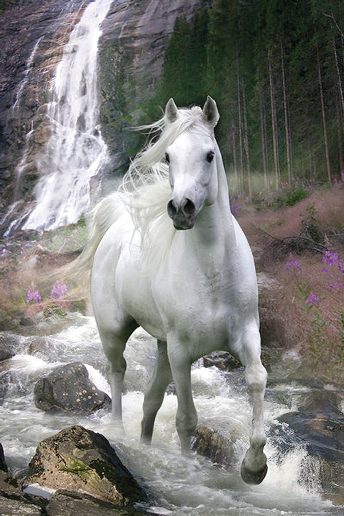 Pferd am Wasserfall Bob Langrish - Poster 61x91,5 cm Produktbild 